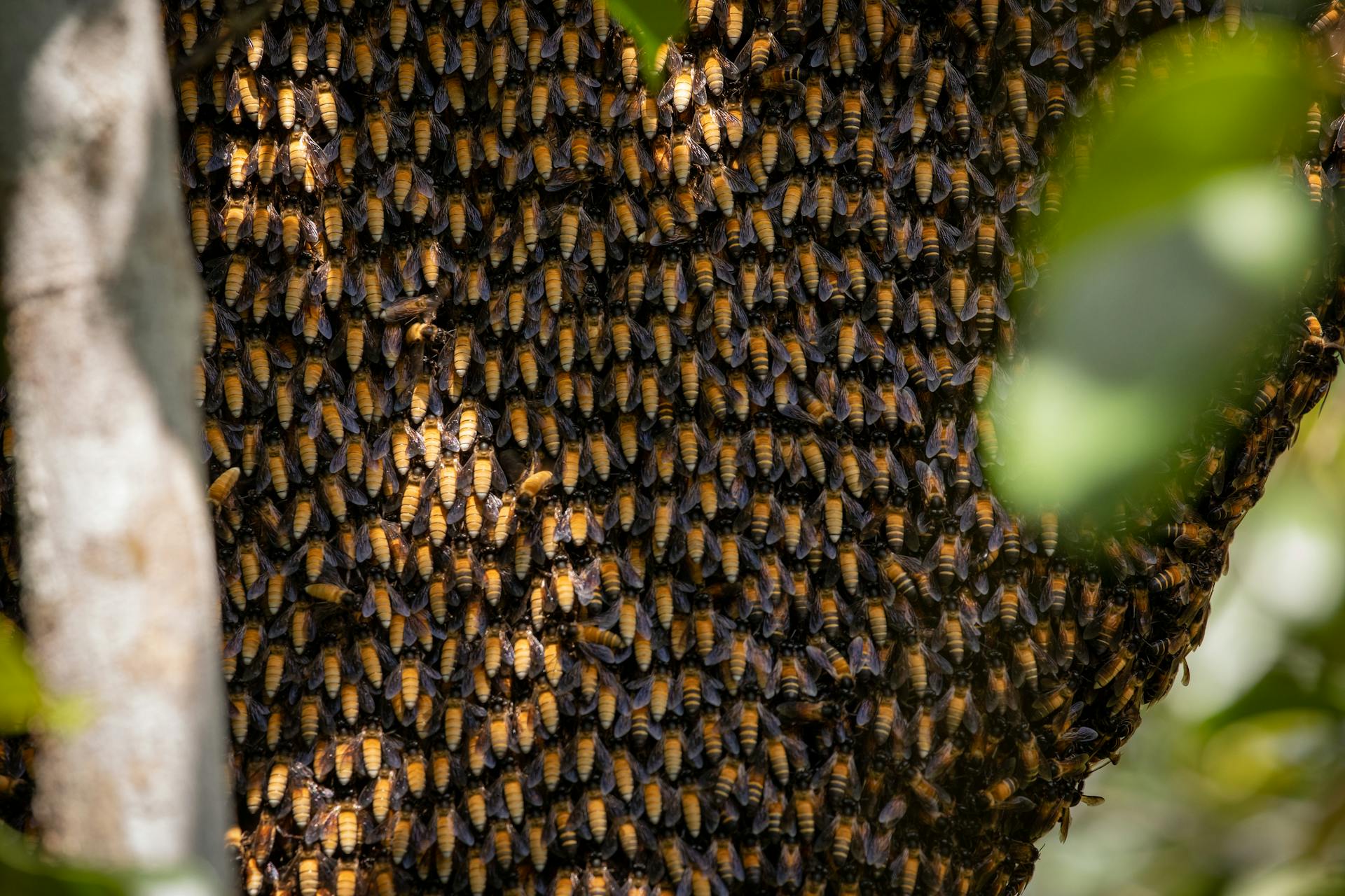 Qadri Honey Point | Top 5 Health Benefits of Raw Honey